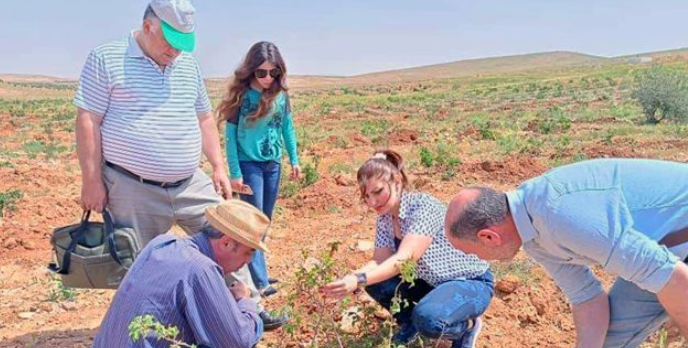 دائرتا وقاية النبات وزراعة النبك تنفذ جولة وقائية لحقول الوردة الشامية في قرية المراح