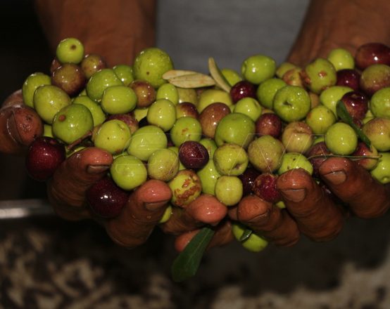 معاصر الزيتون في درعا