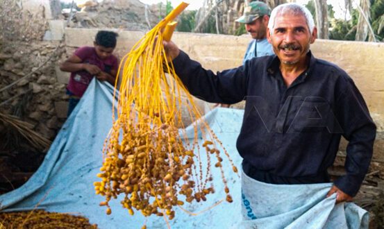 قطاف التمور في واحة بساتين تدمر