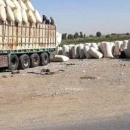 محلج العاصي بحماة يعلن الانتهاء من عمليات توريد البذور إلى الشركات الصناعية