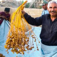 قطاف التمور في واحة بساتين تدمر